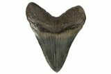 Fossil Megalodon Tooth - South Carolina #180941-2